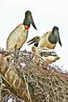 Jabiru family on nest